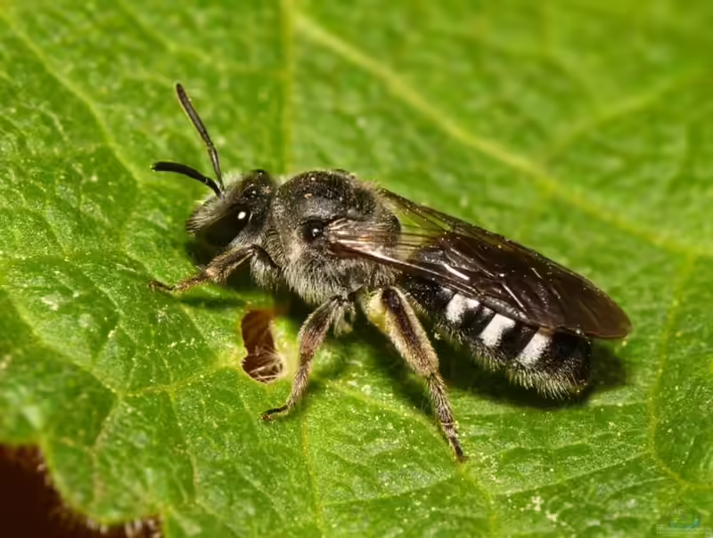 Lasioglossum sexnotatum im Garten (Einrichtungsbeispiele mit Spargel-Schmalbiene)