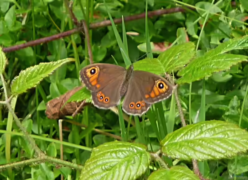 Braunauge im Garten (Einrichtungsbeispiele mit Lasiommata maera)