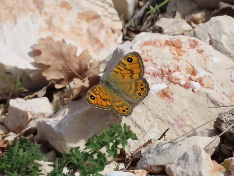 Mauerfuchs: Lasiommata megera im Garten (Einrichtungsbeispiele mit Lasiommata megera)