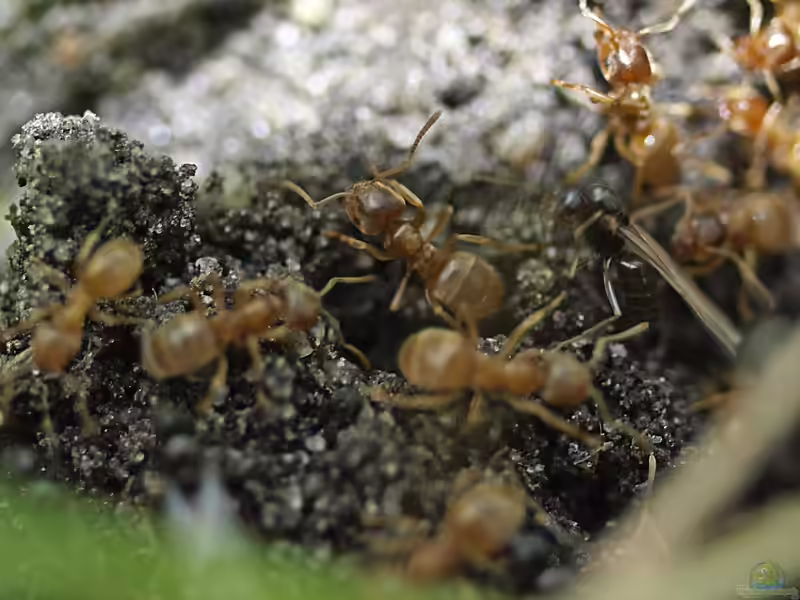 Lasius flavus im Garten (Einrichtungsbeispiele mit Gelbe Wiesenameise)