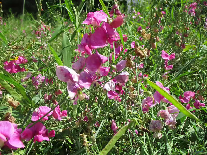 Lathyrus latifolius im Garten pflanzen (Einrichtungsbeispiele mit Breitblättrige Platterbse)
