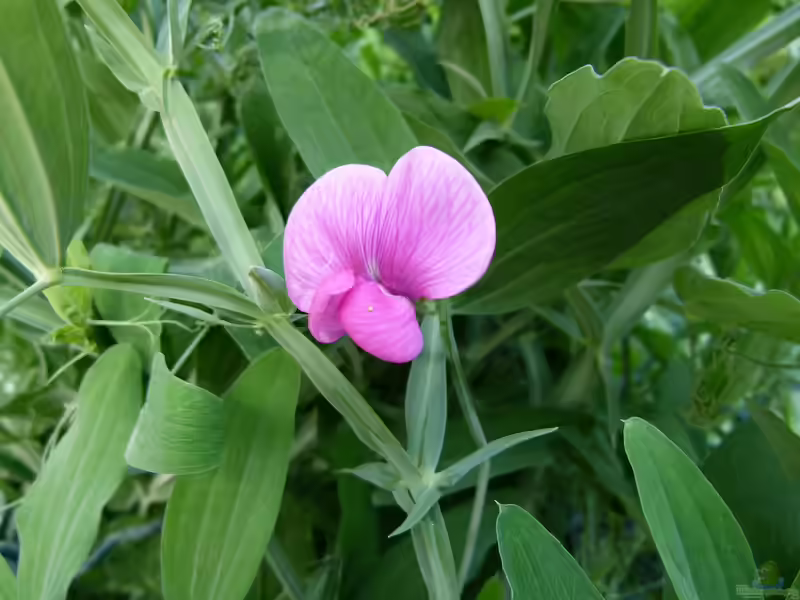 Lathyrus odoratus im Garten pflanzen (Einrichtungsbeispiele mit Duftende Platterbse)
