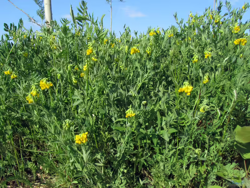 Lathyrus pratensis im Garten pflanzen (Einrichtungsbeispiele mit Wiesen-Platterbse)