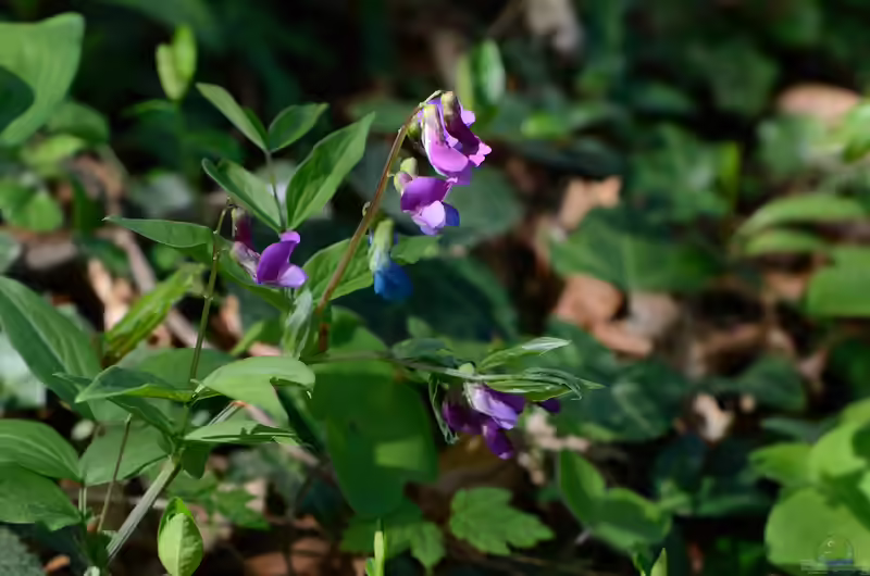 Lathyrus vernus im Garten pflanzen (Einrichtungsbeispiele mit Frühlings-Platterbse)