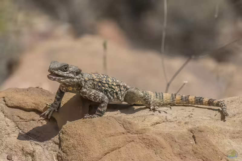 Laudakia stellio brachydactyla im Terrarium halten (Einrichtungsbeispiele mit Hardun)