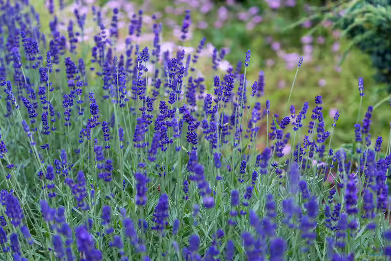Lavandula angustifolia am Gartenteich (Einrichtungsbeispiele mit Echter Lavendel)