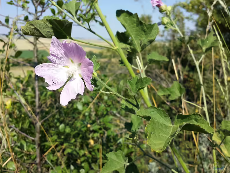 Lavatera thuringiaca im Garten pflanzen (Einrichtungsbeispiele mit Thüringer Strauchpappel)