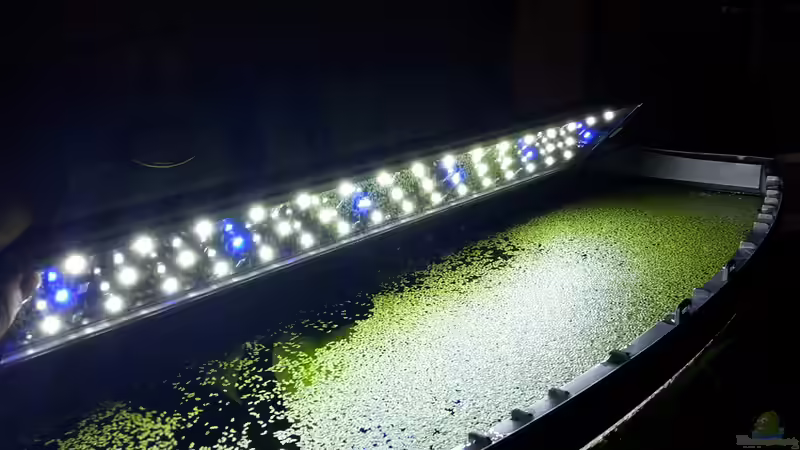 Aquarien mit LED-Beleuchtung (Einrichtungsbeispiele mit LED-Technik)