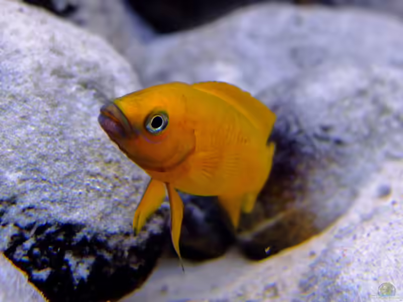 Neolamprologus leleupi im Aquarium halten (Einrichtungsbeispiele mit Tanganjika-Goldcichlide)
