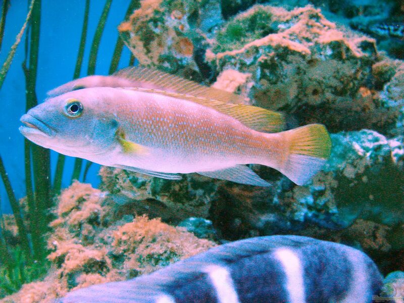 Lepidiolamprologus cunningtoni im Aquarium halten (Einrichtungsbeispiele für Lepidiolamprologus cunningtoni)  - Lepidiolamprologus-cunningtoniaquarium