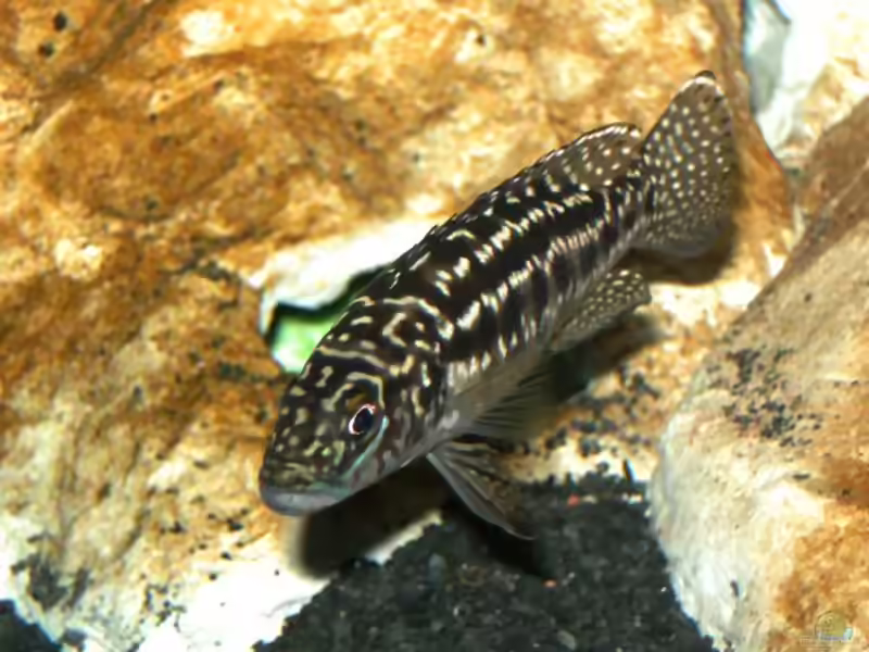Lepidiolamprologus: Charakterstarke Räuber aus dem Tanganjikasee (Einrichtungsbeispiele mit Lepidiolamprologus-Arten)