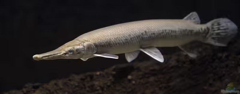 Lepisosteus platostomus im Aquarium halten (Einrichtungsbeispiele mit Kurzschnauzen-Knochenhecht)