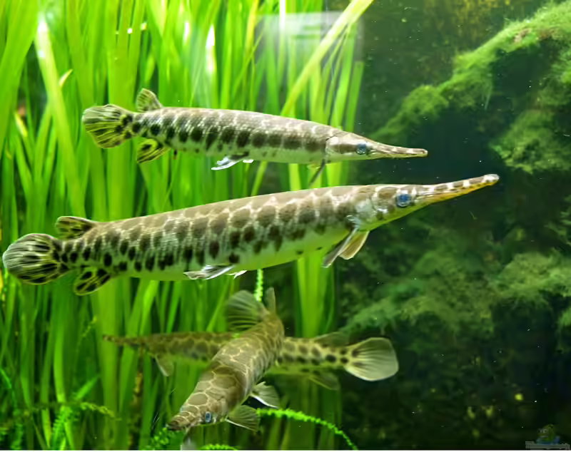 Lepisosteus platyrhincus im Aquarium halten (Einrichtungsbeispiele mit Florida-Knochenhecht)