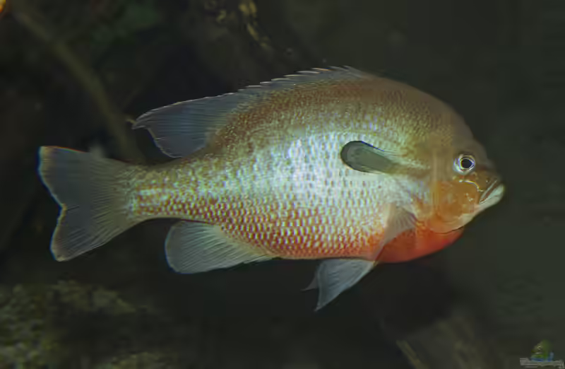 Lepomis auritus im Gartenteich halten (Einrichtungsbeispiele für Rotbrust-Sonnenbarsche)