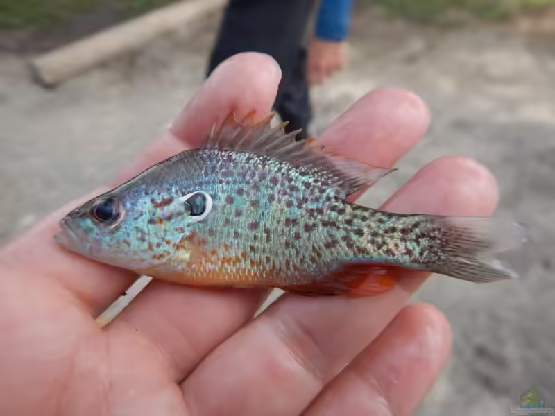 Lepomis humilis in Aquarium oder Teich halten (Einrichtungsbeispiele mit Orangeflecken-Sonnenbarsch)