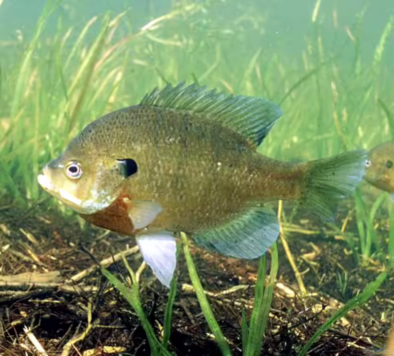 Lepomis macrochirus in Aquarium oder Teich halten (Einrichtungsbeispiele mit Blauer Sonnenbarsch)