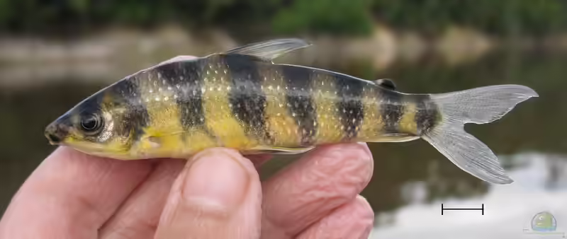 Leporinus enyae im Aquarium halten (Einrichtungsbeispiele für Leporinus enyae)