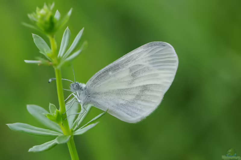 Reals Schmalflügel-Weißling: Leptidea reali im Garten (Einrichtungsbeispiele mit Leptidea reali)