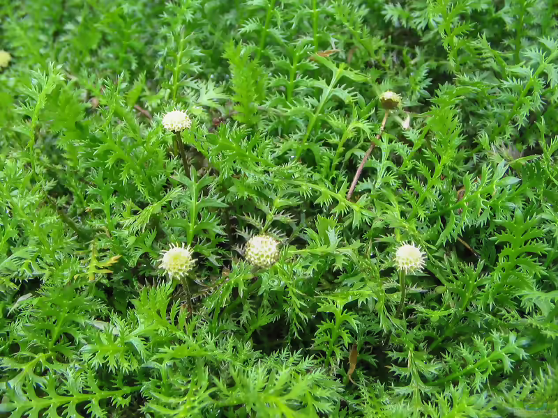 Fiederpolster: Leptinella squalida im Garten pflanzen (Einrichtungsbeispiele mit Leptinella squalida)