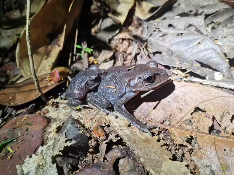 Leptobrachium hendricksoni im Terrarium halten (Einrichtungsbeispiele mit Gefleckter Wurffrosch)