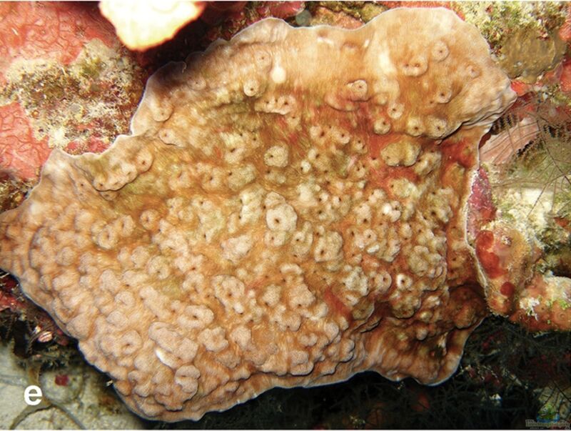 Leptoseris hawaiiensis im Aquarium halten (Einrichtungsbeispiele für Großpolypige Steinkoralle)  - Leptoseris-hawaiiensisaquarium
