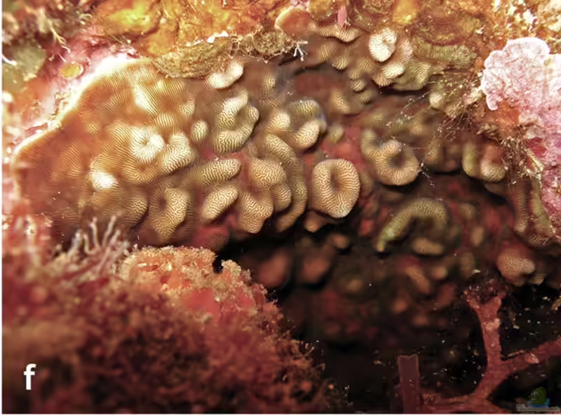 Leptoseris incrustans im Aquarium halten (Einrichtungsbeispiele für Großpolypige Steinkoralle)