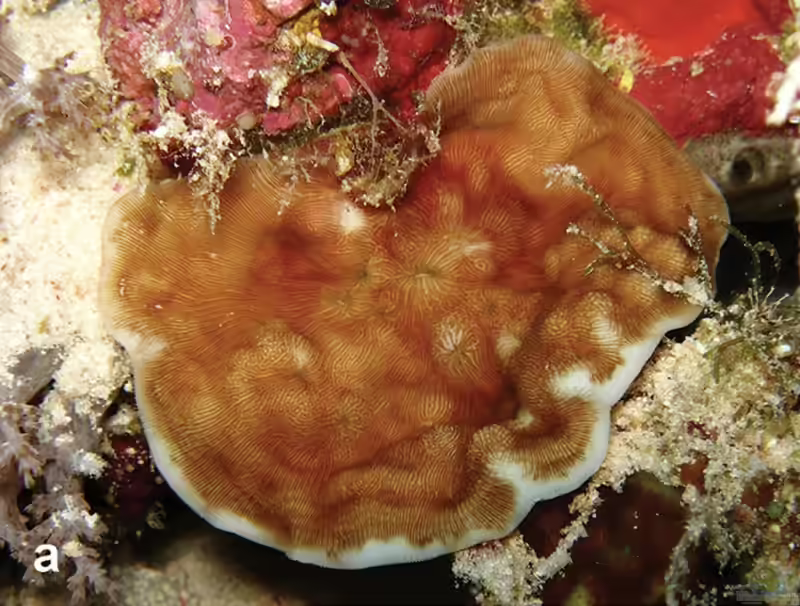 Leptoseris scabra im Aquarium halten (Einrichtungsbeispiele für Großpolypige Steinkoralle)