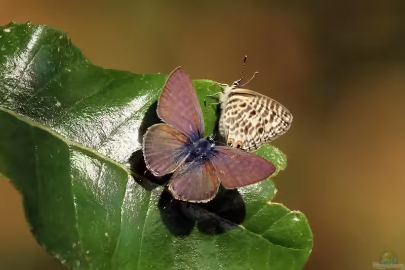 Kleiner Wanderbläuling: Leptotes pirithous im Garten (Einrichtungsbeispiele mit Leptotes pirithous)