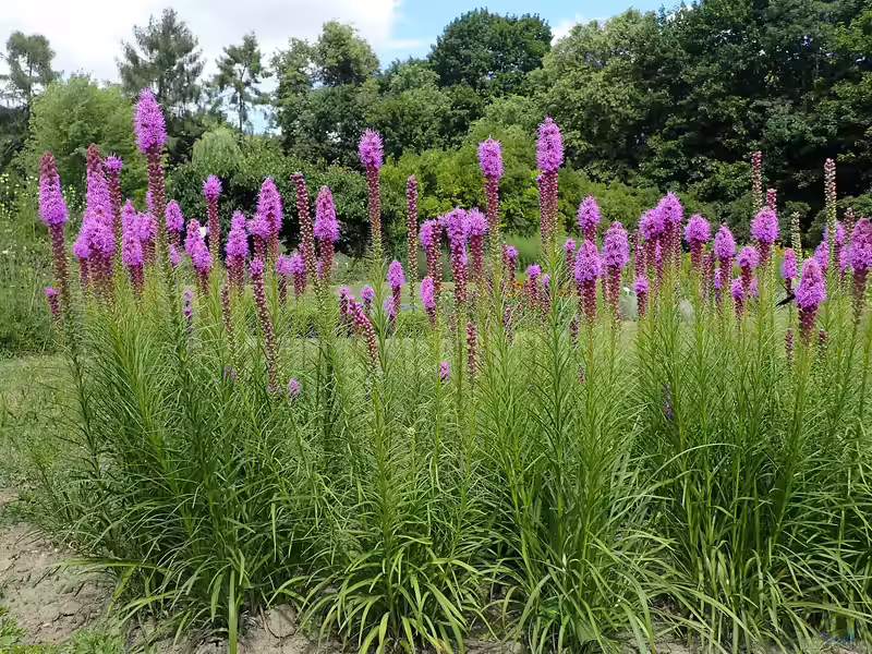 Liatris spicata im Garten pflanzen (Einrichtungsbeispiele mit Ährige Prachtscharte)