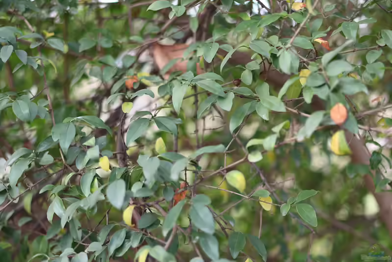 Ligustrum delavayanum im Garten pflanzen (Einrichtungsbeispiele mit Kugel-Liguster)