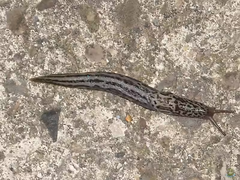 Limax maximus im Garten (Einrichtungsbeispiele mit Tigerschnegel)