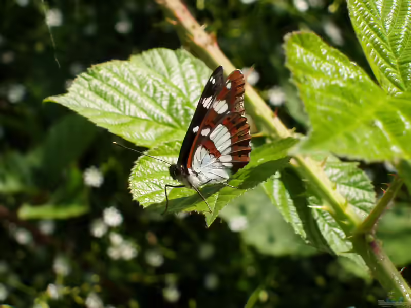 Kleiner Eisvogel im Garten (Einrichtungsbeispiele mit Limenitis camilla)