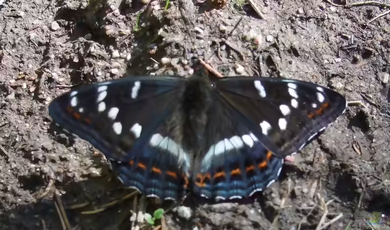 Großer Eisvogel im Garten (Einrichtungsbeispiele mit Limenitis populi)