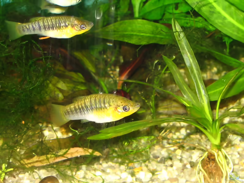 Limia nigrofasciata: Schwarzbandkärpfling im Aquarium halten (Einrichtungsbeispiele mit Limia nigrofasciata)