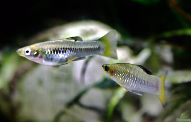 Limia perugiae: Perugia-Kärpfling im Aquarium halten (Einrichtungsbeispiele mit Limia perugiae)