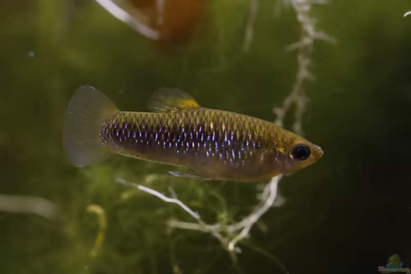 Limia sulphurophila: Schwefelkärpfling im Aquarium halten (Einrichtungsbeispiele mit Limia sulphurophila)