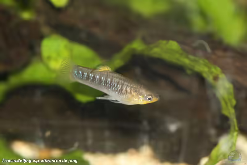Limia tridens im Aquarium halten (Einrichtungsbeispiele für Tiburonkärpflinge)