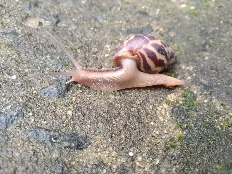 Limicolaria flammea im Terrarium halten (Einrichtungsbeispiele mit Flammende Hausschnecke)