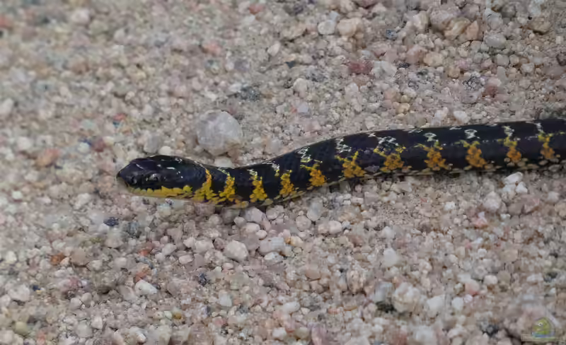 Liophis poecilogyrus im Terrarium halten (Einrichtungsbeispiele mit Goldbauchnatter)