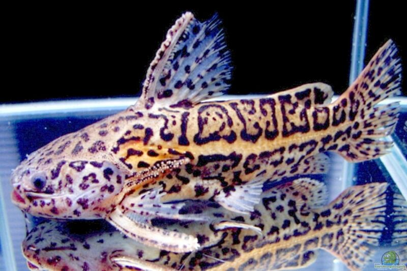 Liosomadoras oncinus im Aquarium halten (Einrichtungsbeispiele für Brauner Jaguarwels)