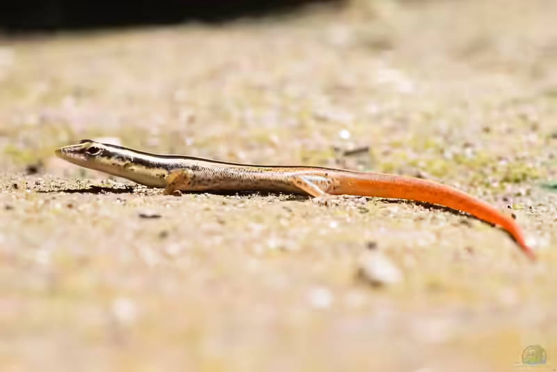 Lipinia vittigera im Terrarium halten (Einrichtungsbeispiele mit Gelbgestreifter Baumskink)