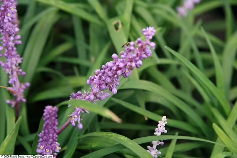 Liriope muscari im Garten pflanzen (Einrichtungsbeispiele mit Lilientraube)