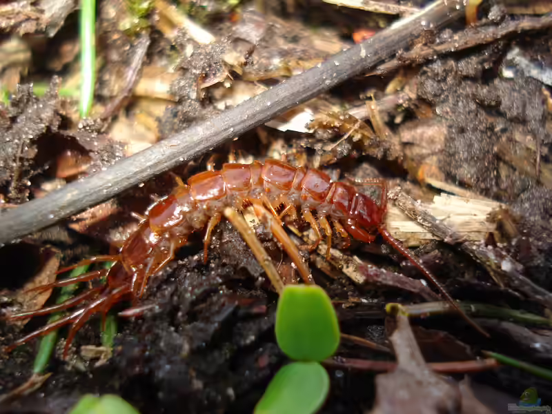 Lithobius forficatus im Garten (Einrichtungsbeispiele mit Gemeiner Steinläufer)