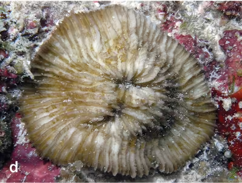 Lithophyllon ranjithi im Aquarium halten (Einrichtungsbeispiele für Großpolypige Steinkoralle)