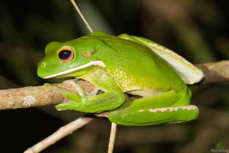 Litoria infrafrenata im Terrarium halten (Einrichtungsbeispiele mit Neuguinea-Riesenlaubfrosch)