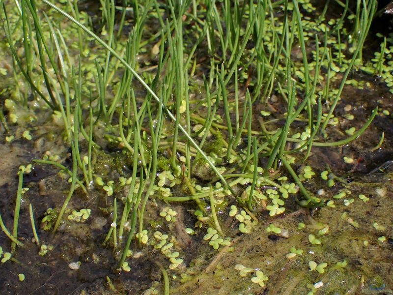Littorella uniflora am Gartenteich (Einrichtungsbeispiele mit Einblütiger Teichstern)