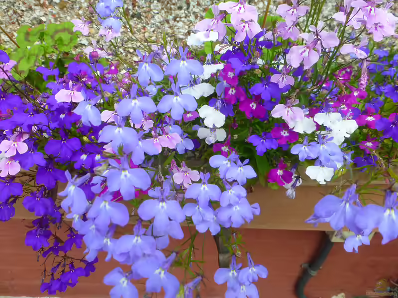 Lobelia erinus im Garten pflanzen (Einrichtungsbeispiele mit Männertreu)