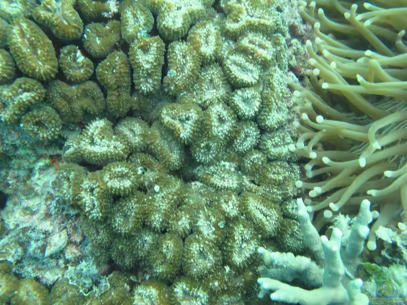 Lobophyllia corymbosa im Aquarium halten (Einrichtungsbeispiele für Großpolypige Steinkoralle)