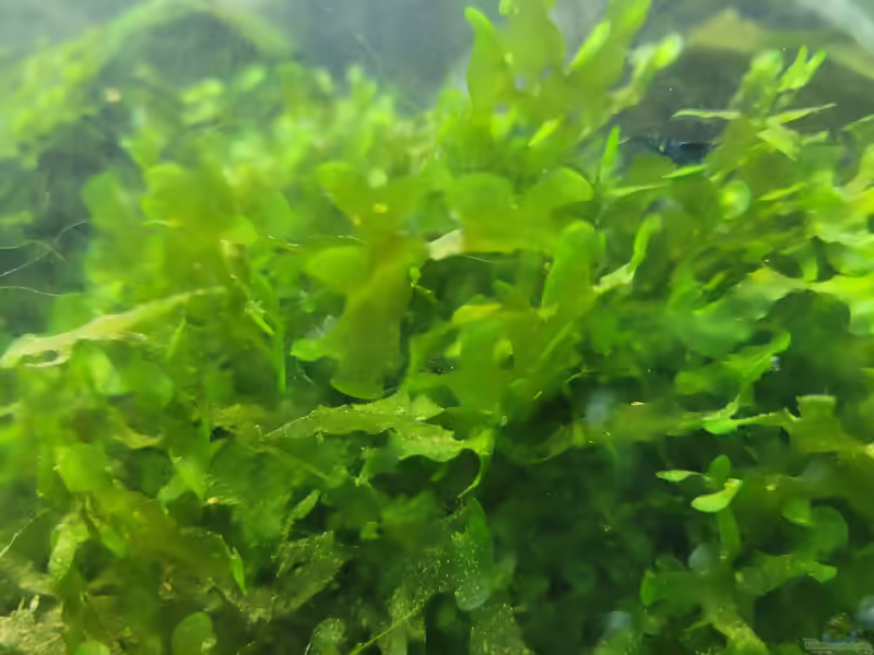 Süßwassertang im Aquarium: Haltung, Pflege und Vermehrung (Einrichtungsbeispiele mit Lomariopsis lineata)