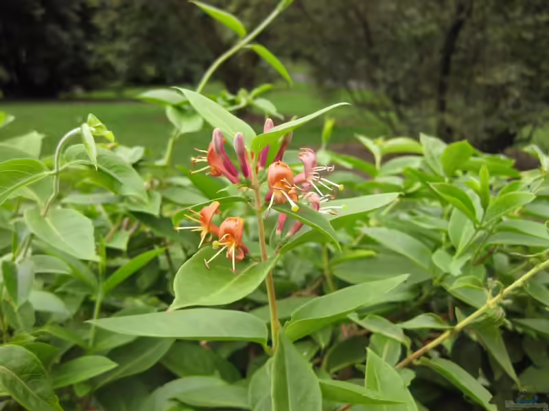 Lonicera henryi im Garten pflanzen (Einrichtungsbeispiele mit Henrys Heckenkirsche)